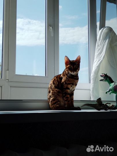 Бенгальская кошка бесплатно