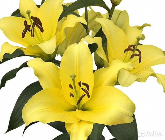 Лилия дерево от гибриды