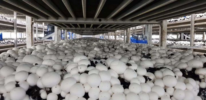 Участок 7,8 га (промназначения)