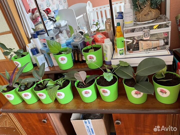 Комнатные растения цветы