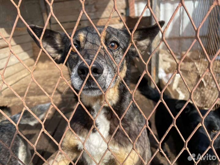 Ласковая собака ищет дом