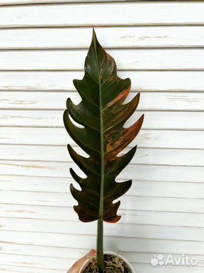 Филодендрон карамель марбл