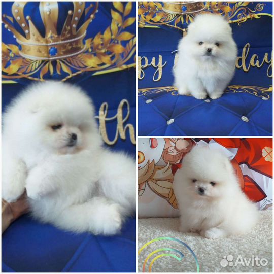 Кобель для вязки