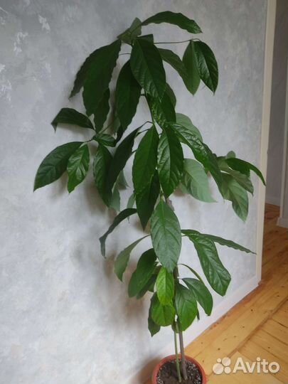 Комнатные цветы шефлера