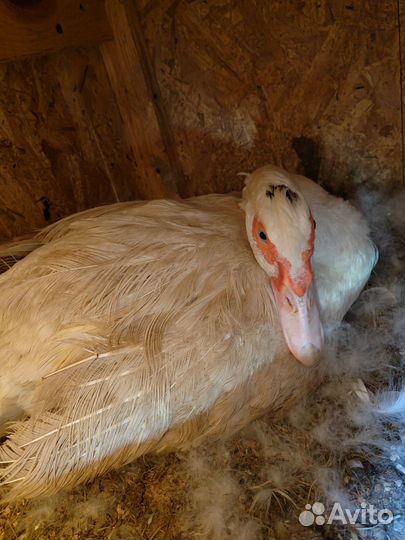 Белая мускусная утка с утятами (индоутка)