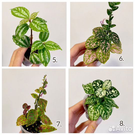 Декоративно-лиственные растения