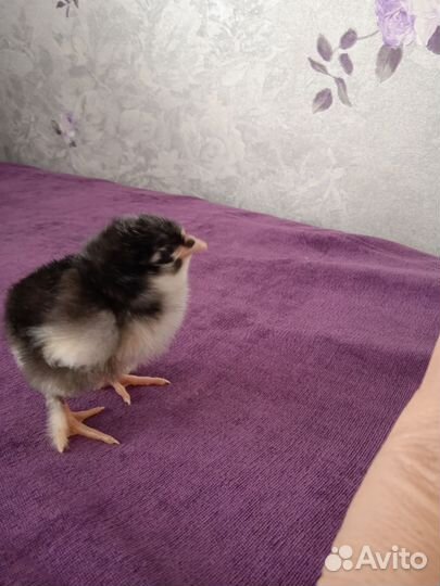 Цыплята суточные