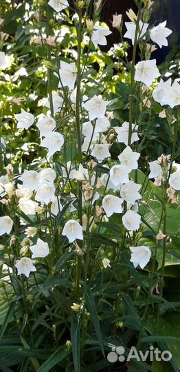 Колокольчик