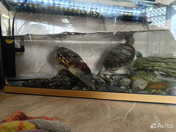 Продам красноухих черепах