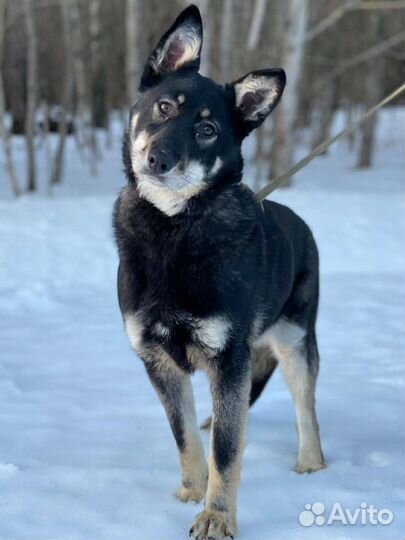 Собака Гретта в дар