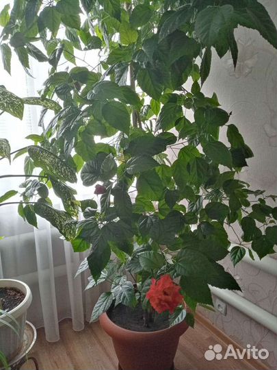 Гибискус китайская роза