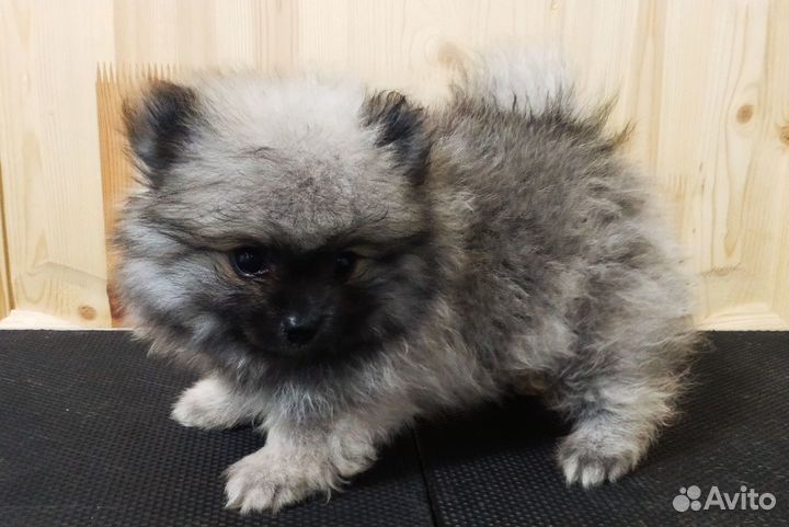 Щенки померанского шпица