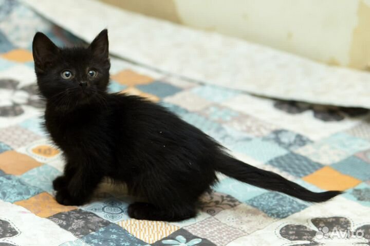 Черные котята в добрые руки