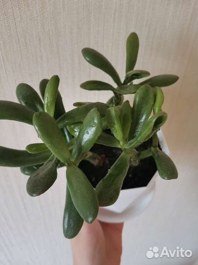 Толстянка. Крассула овата хоббит