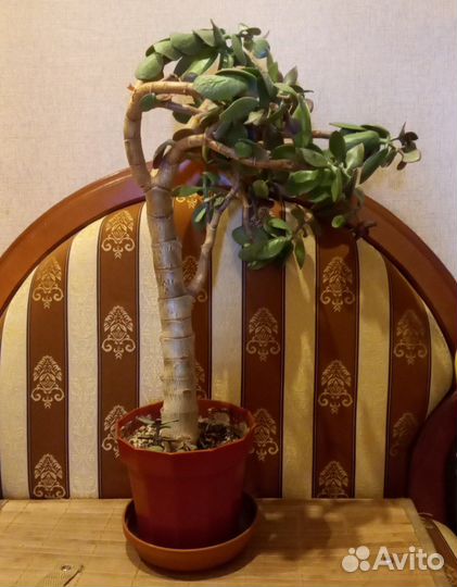 Толстянка денежное дерево в горшке