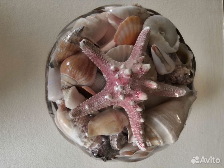 Морские ракушки