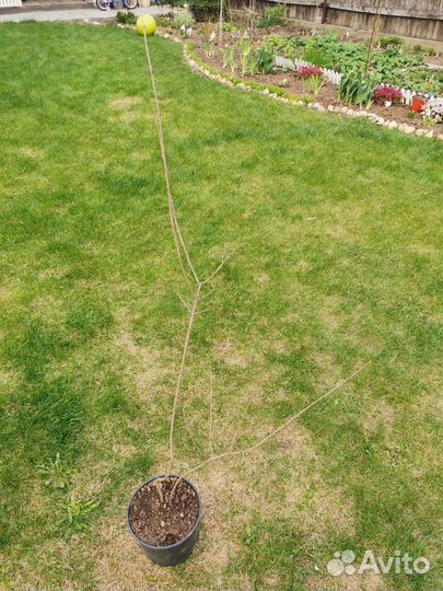 Сирень Мейера палибин