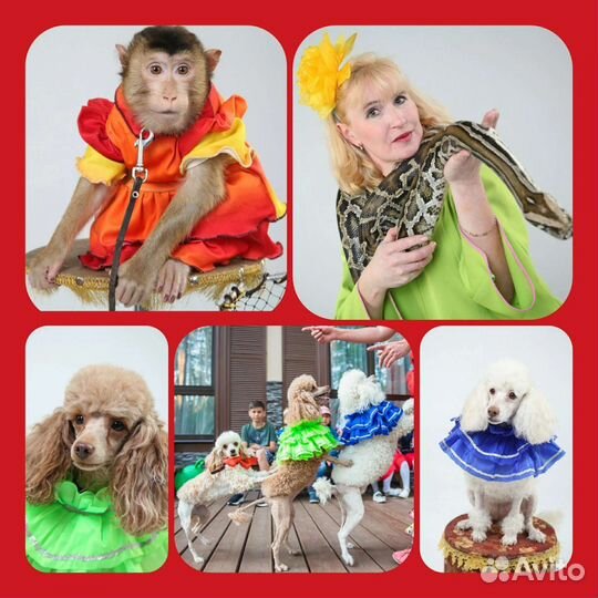 Шоу собачек, обезьянки, змеи Детский праздник