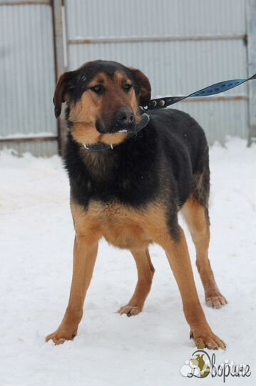 Хороший друг Кроч очень ждёт своего человека