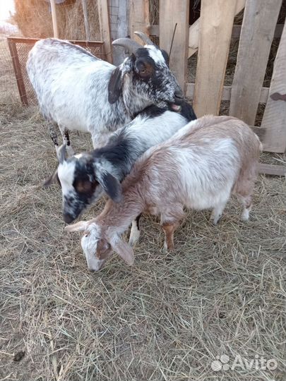 Коза дойная, козел