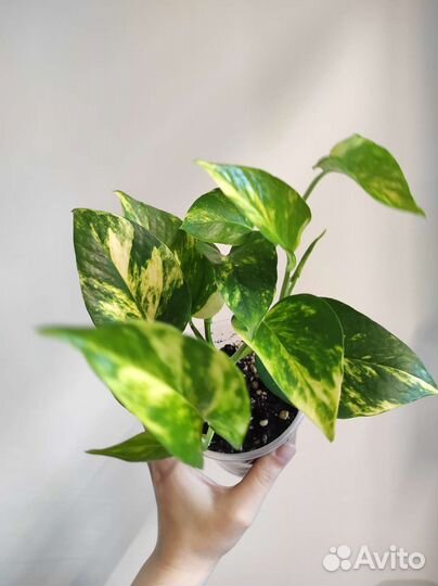 Эпипремнум (сциндапсус) разные сорта