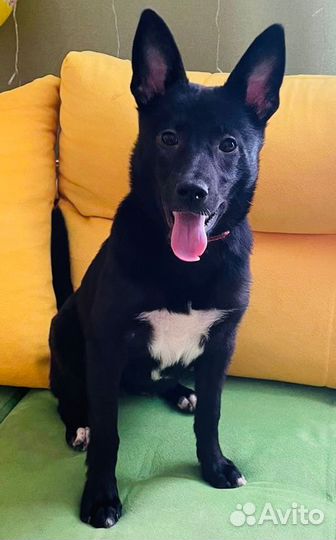 Милый щенок ищет дом