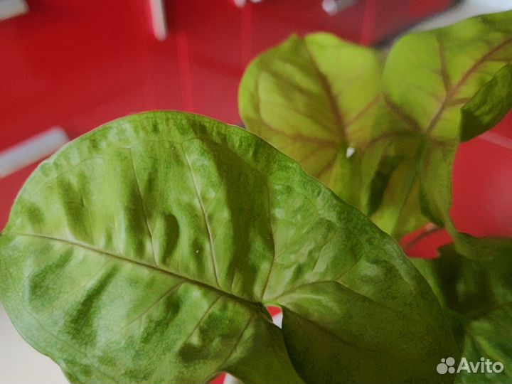 Сингониум Манго Аллюжн