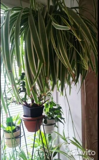 Хлорофитум хохлатый