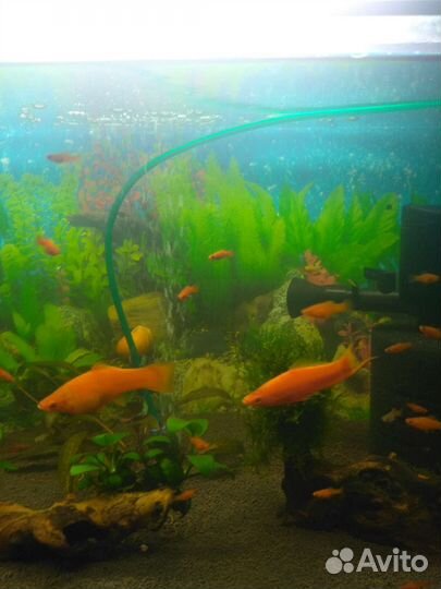 Аквариумные растения