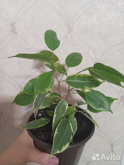 Фикусы сортовые