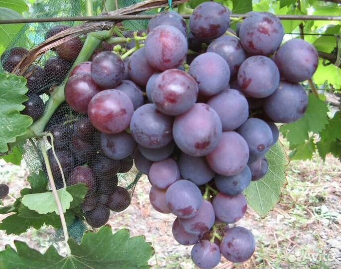 Виноград