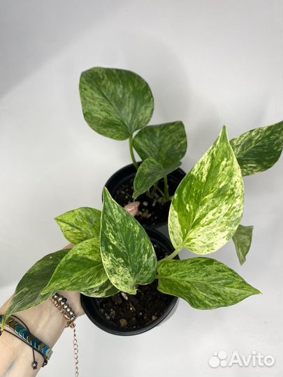 Сциндапсусы эпипремнумы