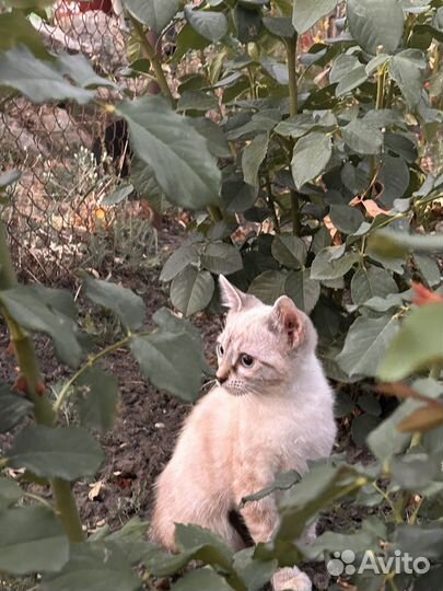 Котята в добрые руки бесплатно