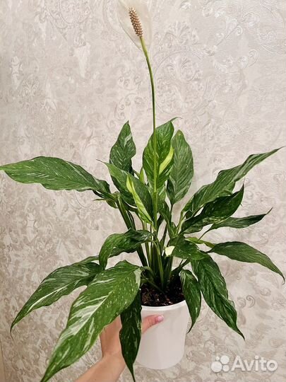 Комнатные цветы