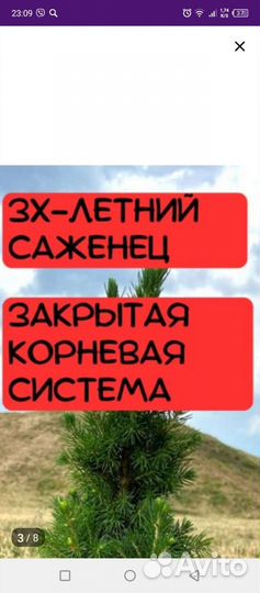 Ель Канадская Conica