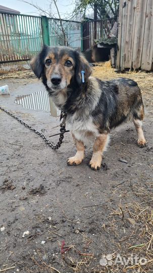 Маленькая собака