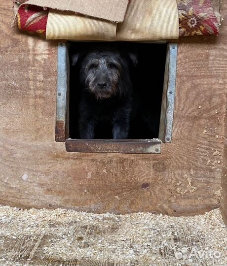 Бесси ждёт гостей
