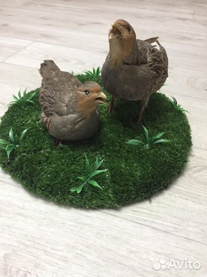 Чучело птицы