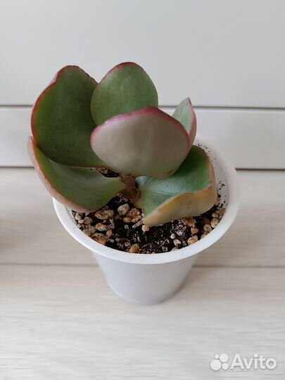 Крассула Silver dollar