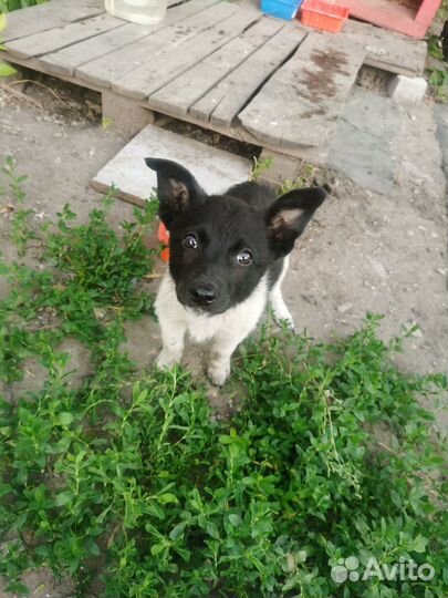 Щенок в добрые руки