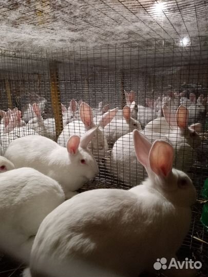 Кролик Белый паннон