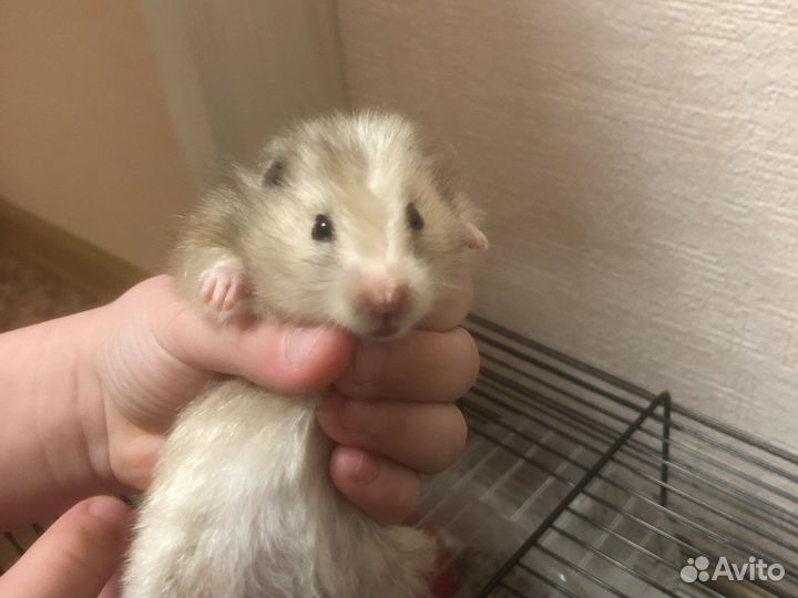 Хомяк Пушок сирийский