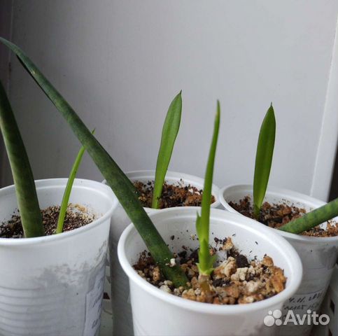 Сансевиерия