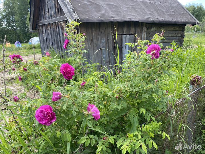 Роза- шиповник Ханза махровая розовая