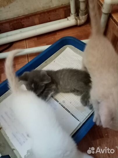 Котики в добрые руки