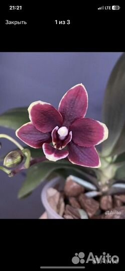 Детки орхидеи