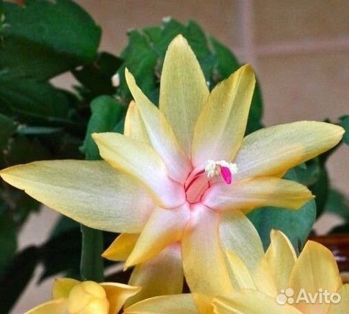 Декабрист сортовой