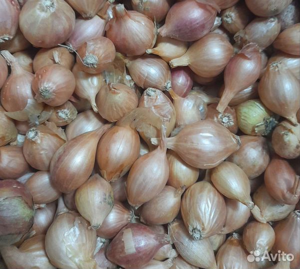 Лук Шалот семейный