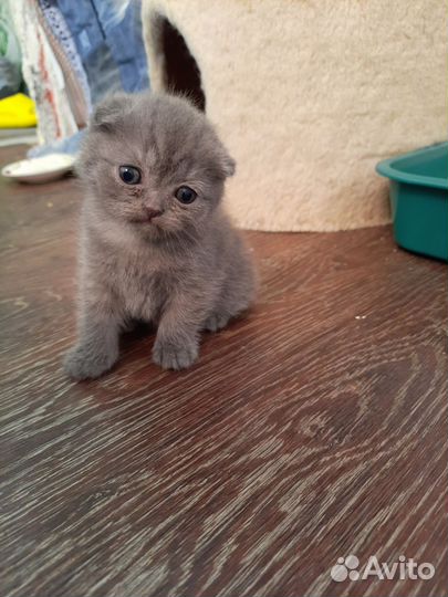 Шотландская вислоухоая девочка