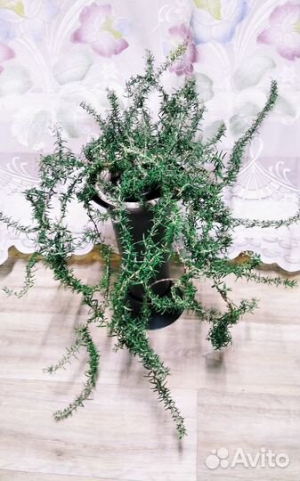 Розмарин ампельный